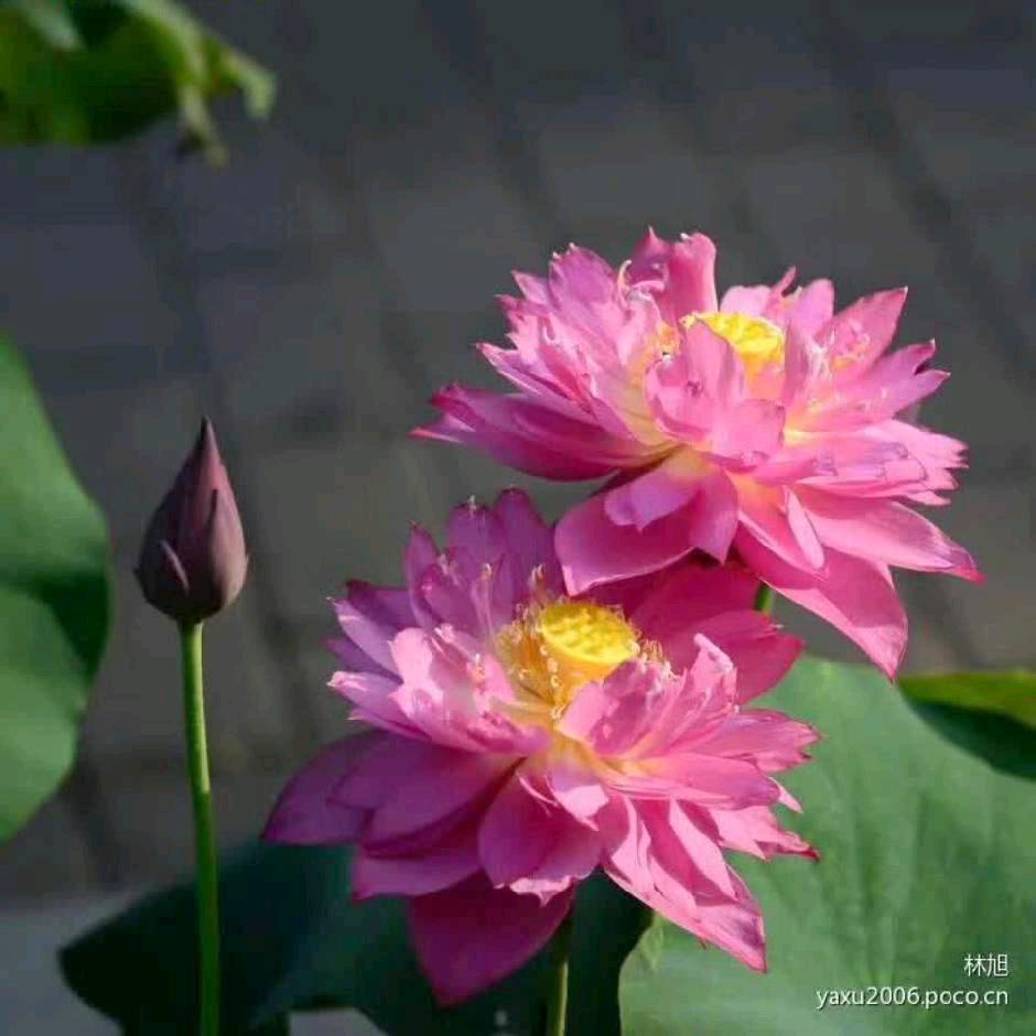 @云朵