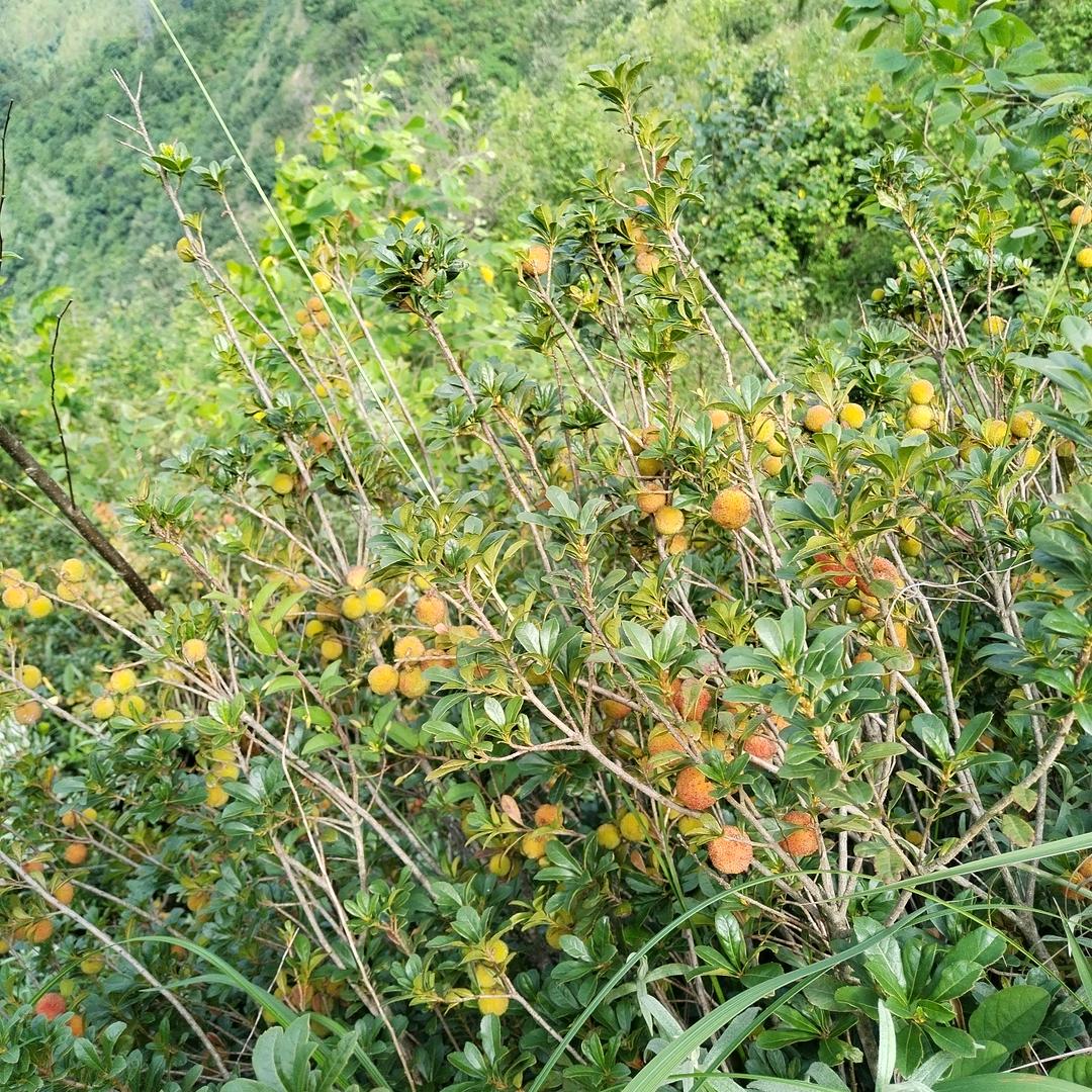 溜溜的杨梅