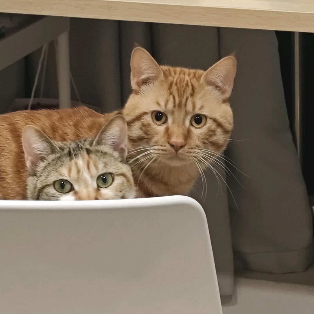 张臭臭与付憨憨