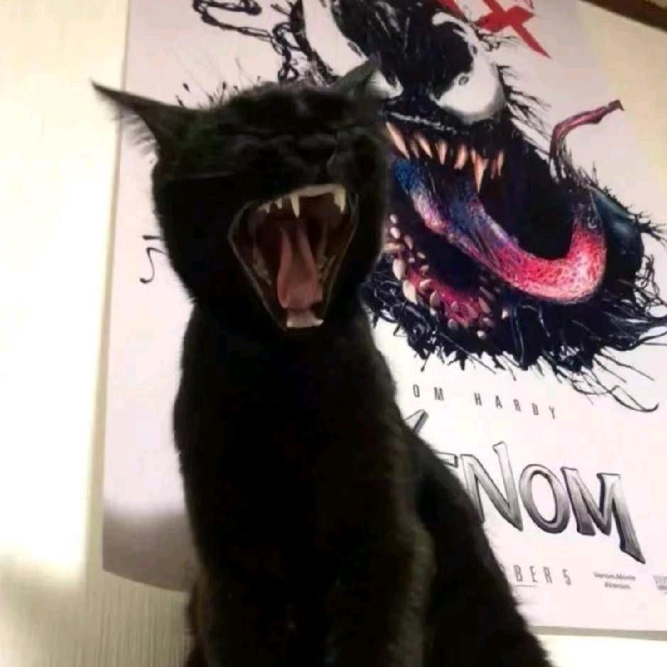 远味橙子