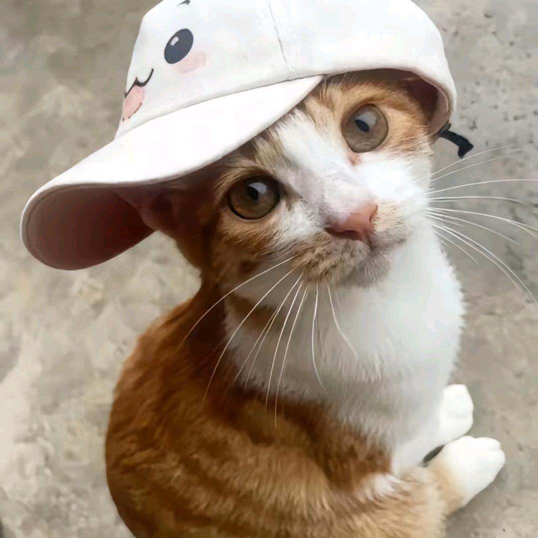 《霸道北极星狠狠爱·呵呵宝宝哪里逃》