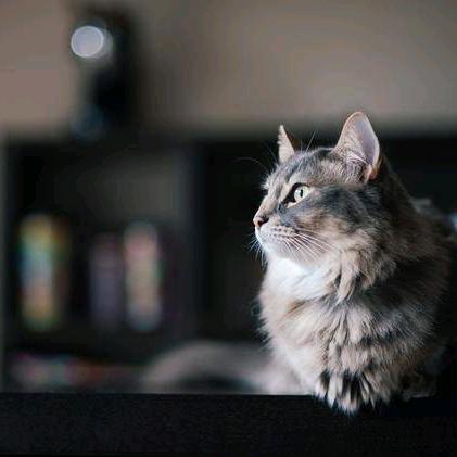 春暖花开的蝈蝈