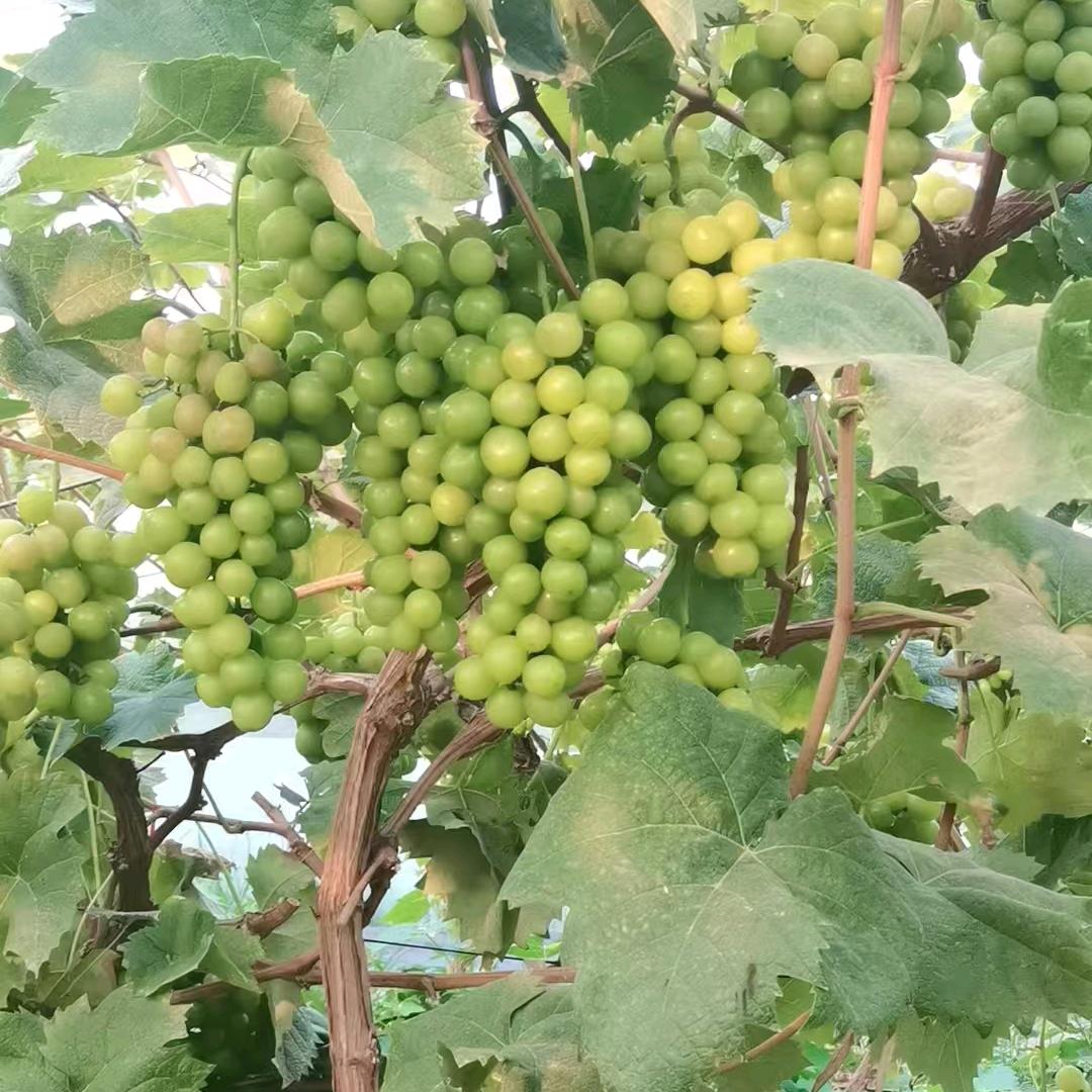 瑞岩果树苗木专营店