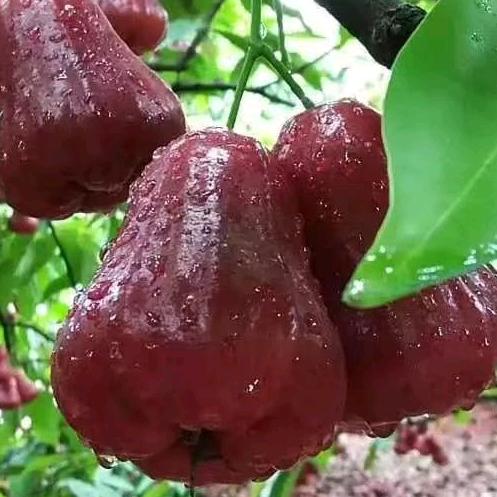 海南精品热带水果零售批发