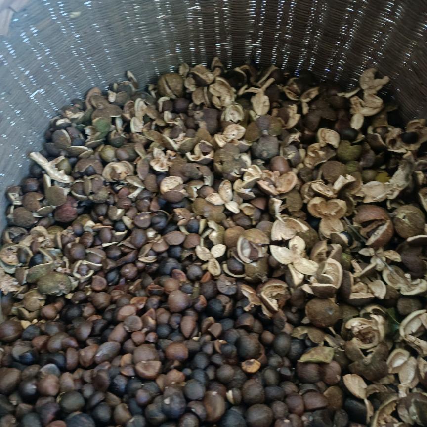 茶籽油