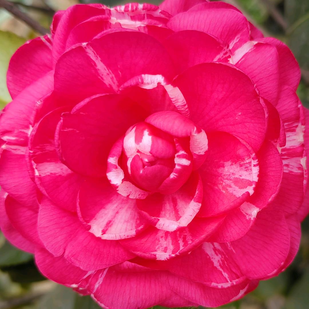 真🍒️心🍷️真🌹️意☂️💃️🎏