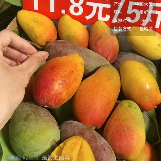 正宗海南芒果Cold out