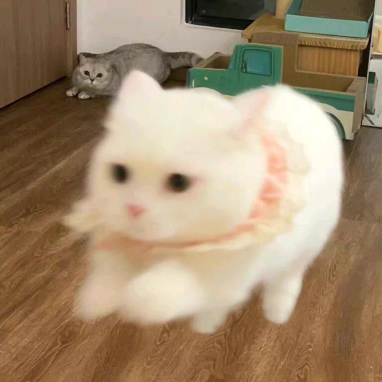 咪