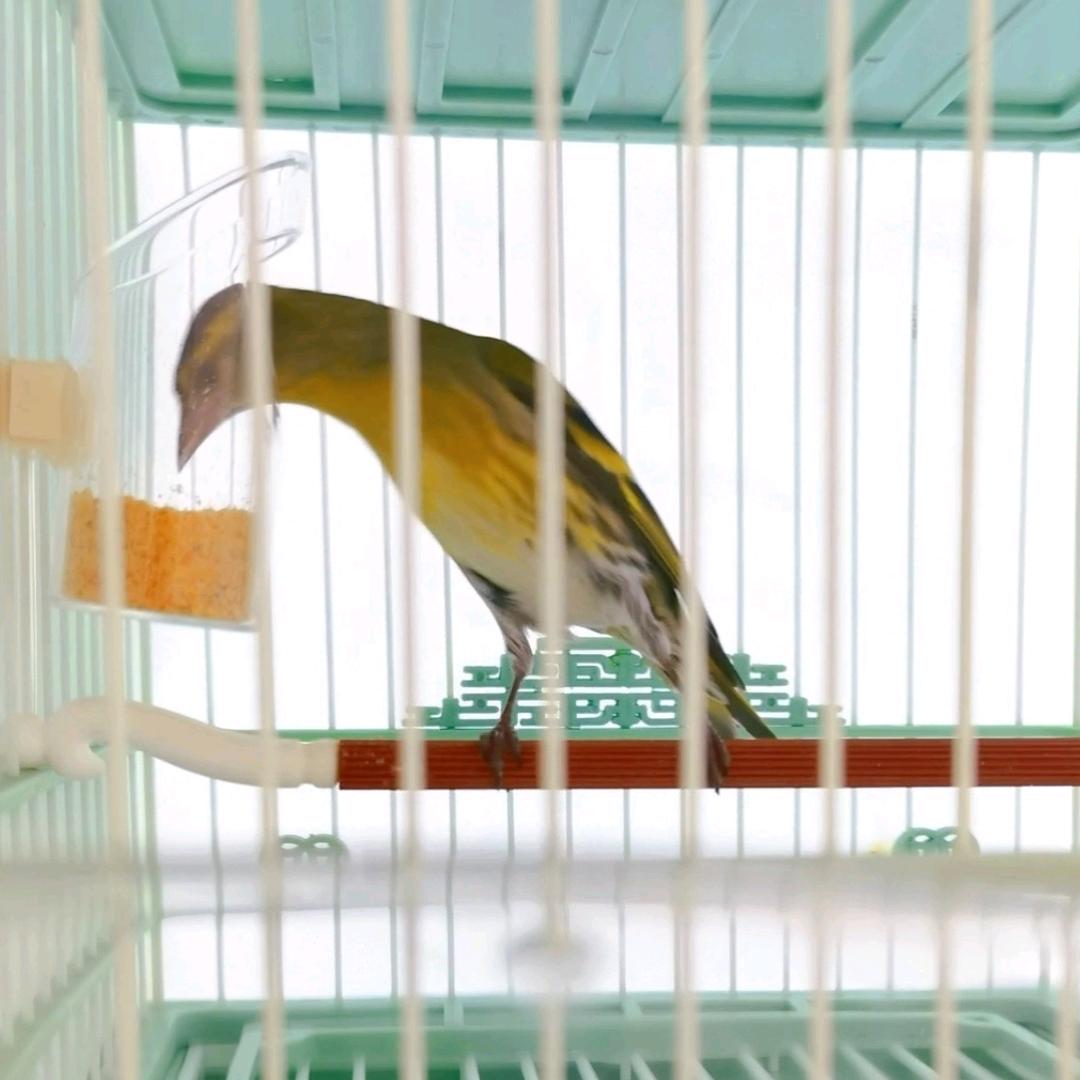 多米鸟用品