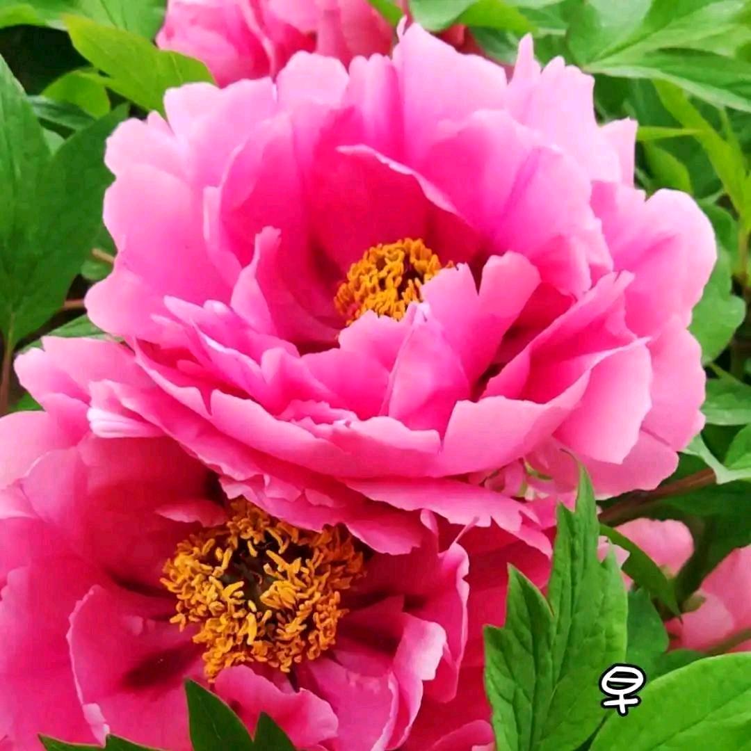花  开  富  贵