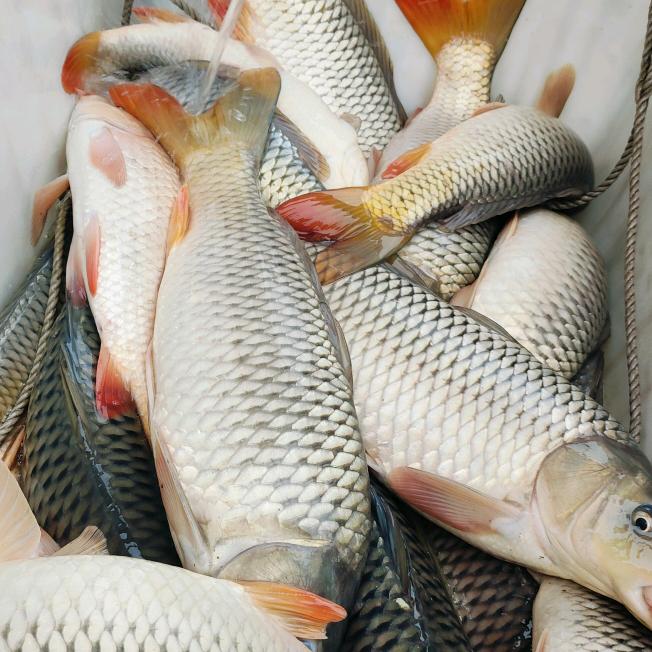 つ兜兜里没糖有🐟