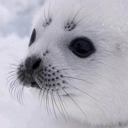 豹气侧漏(:зᒡ    )З