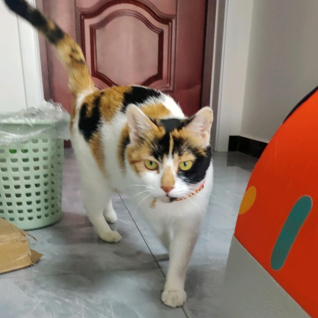 花小美向你而来