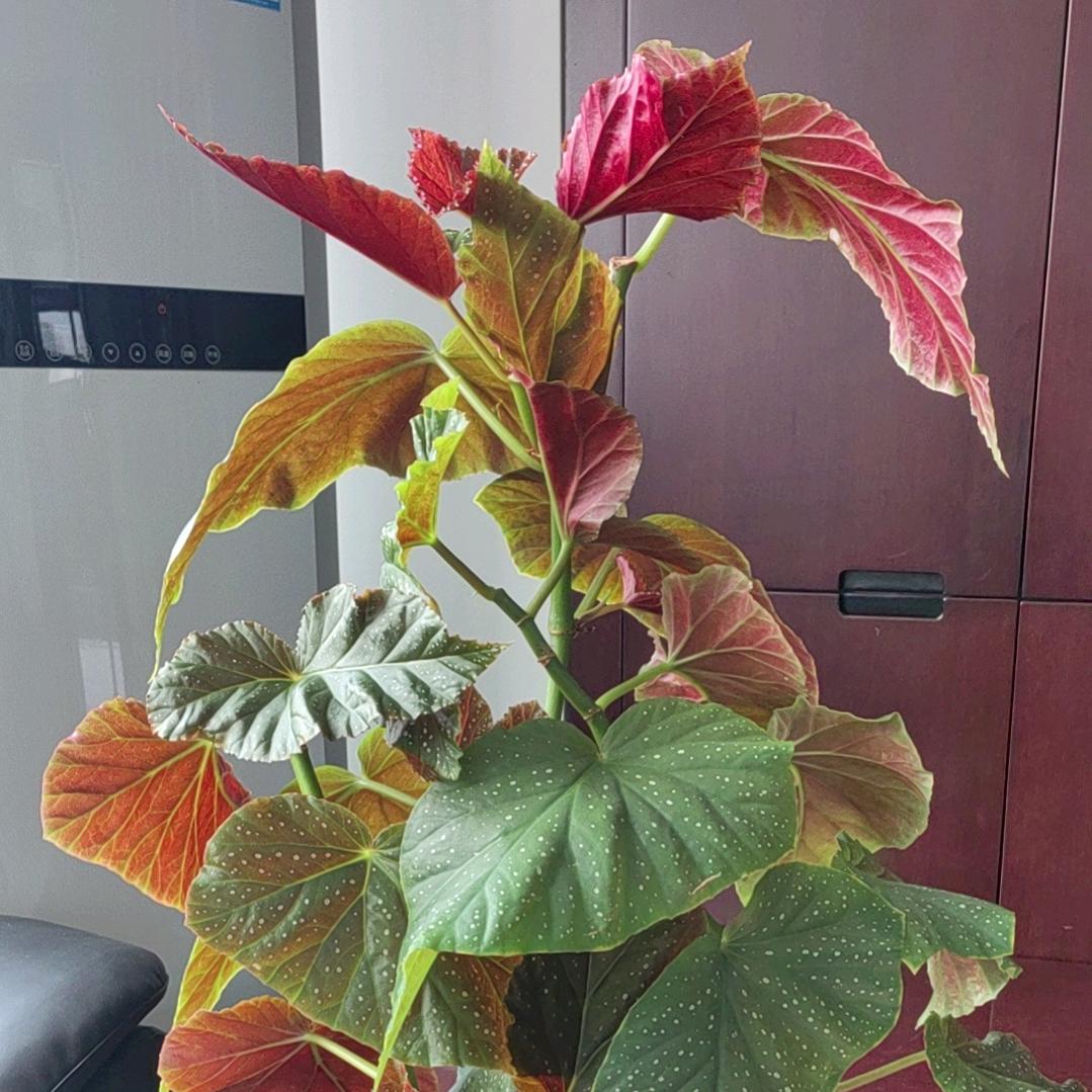 大圣   9233803408963