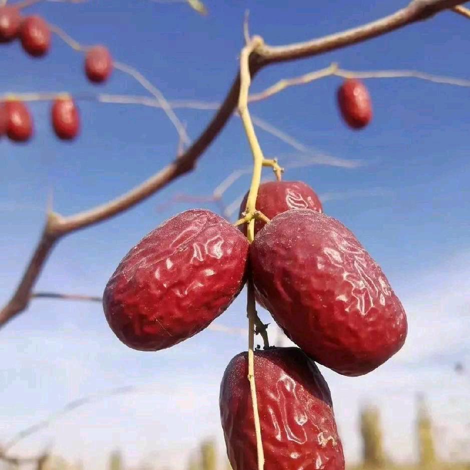 曾笑笑 新疆干果水果