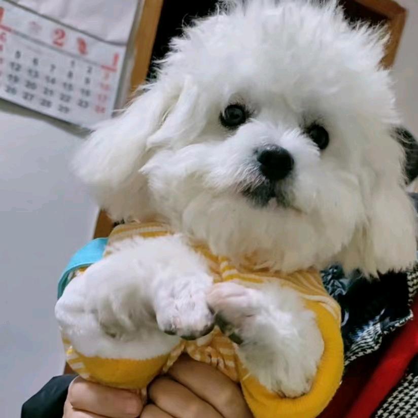 遇见柠檬