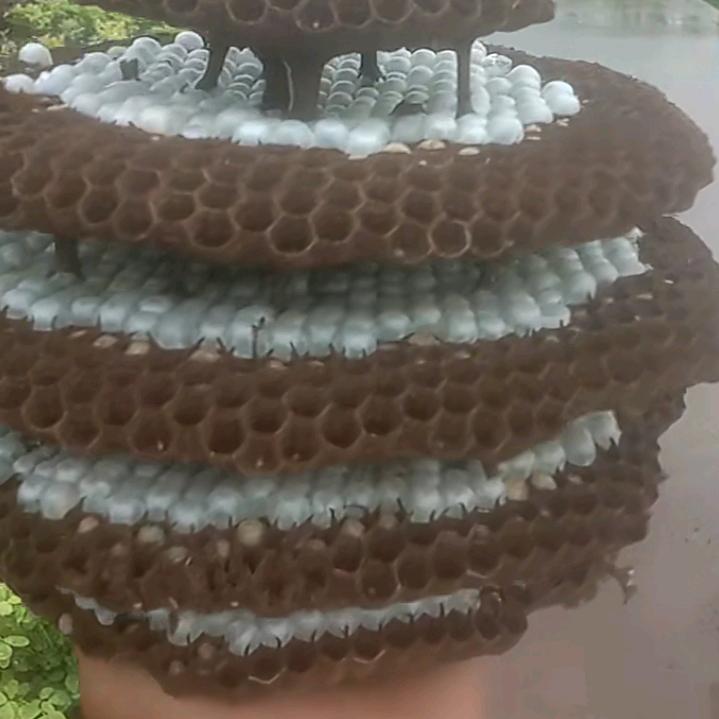 何时有冬天的莲花