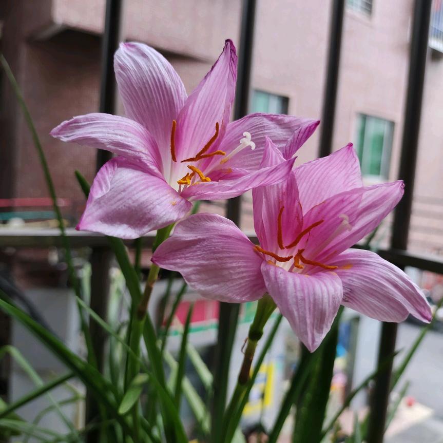玲珑