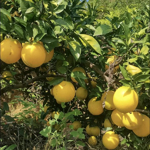 鑫华广告公司鑫华广告shinideb直播号