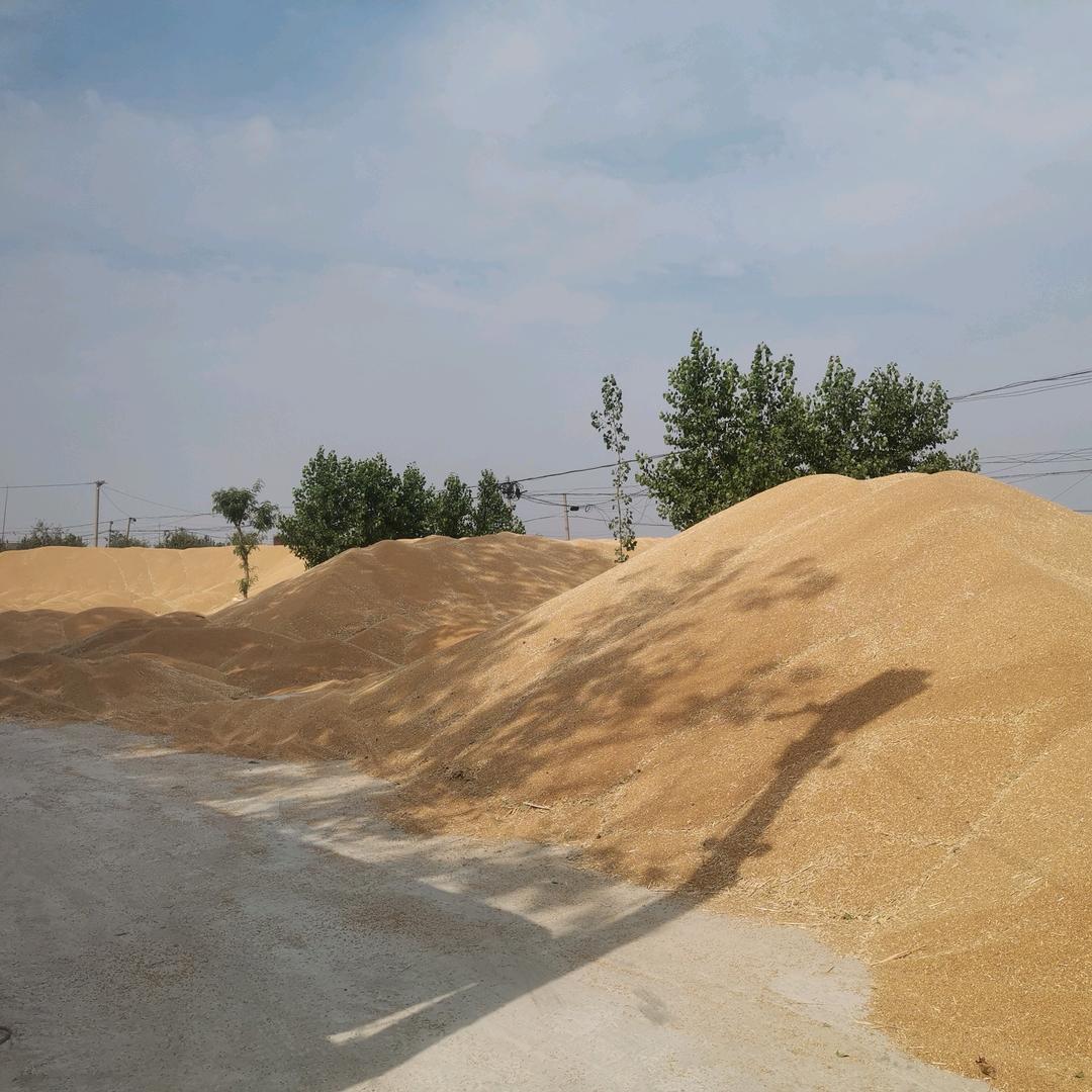 知足常乐二波大量收购小麦玉米