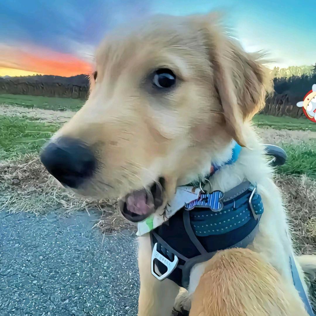 果然是个好名字