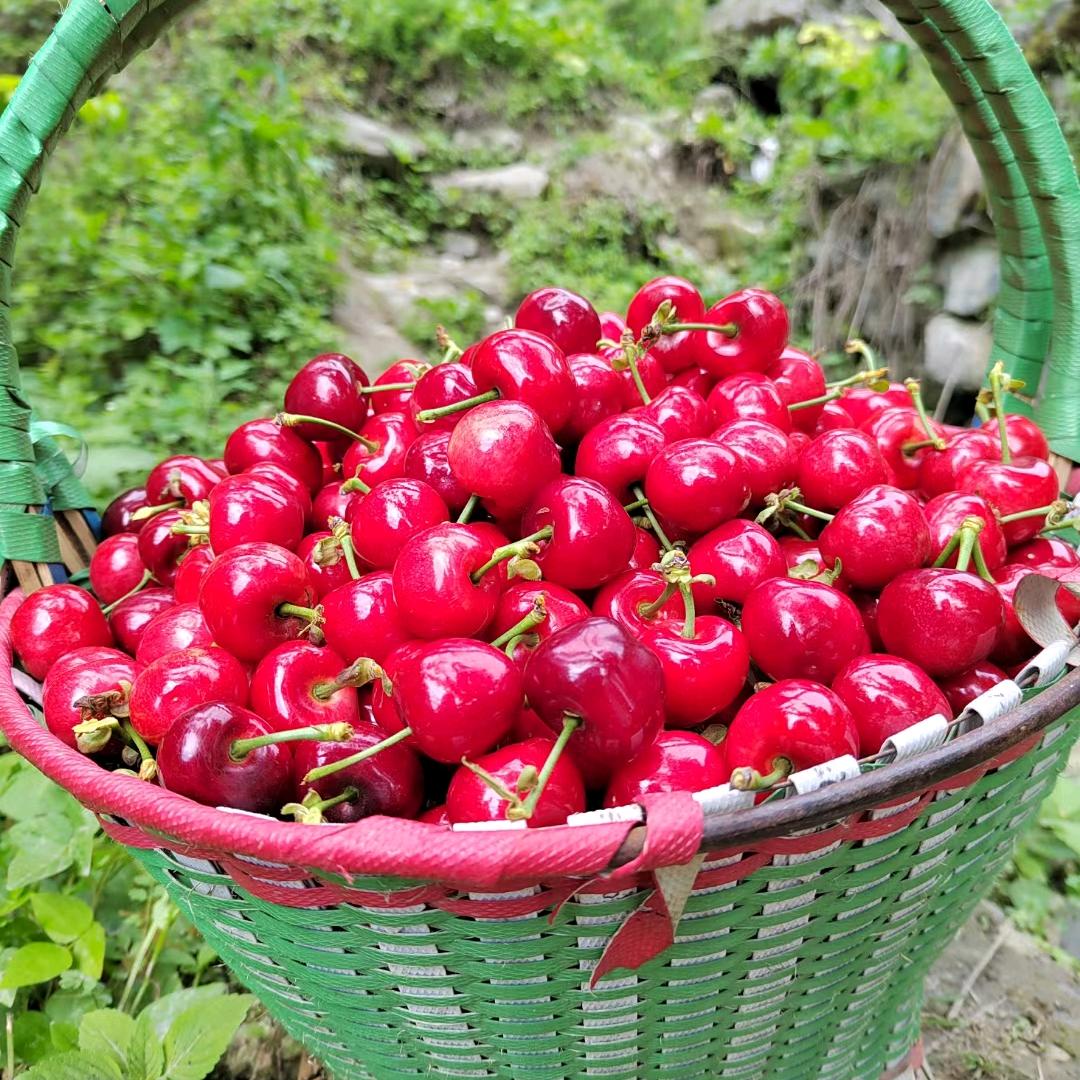 四川水果供应链