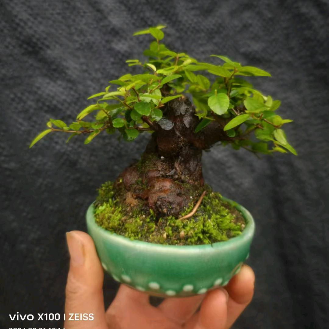 天生花木盆景2号