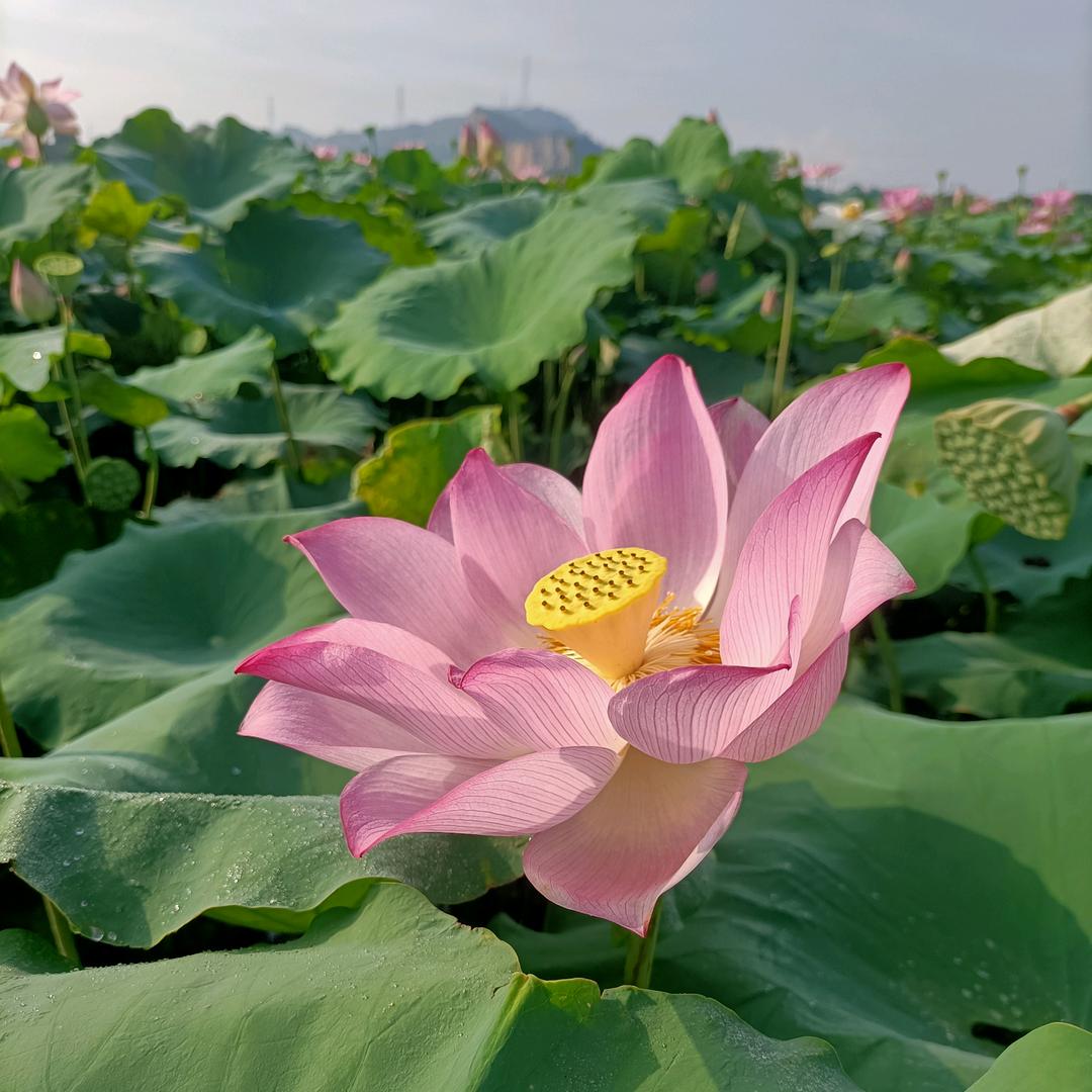 上善若水