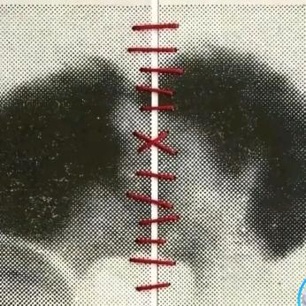 是冬贝不是东北