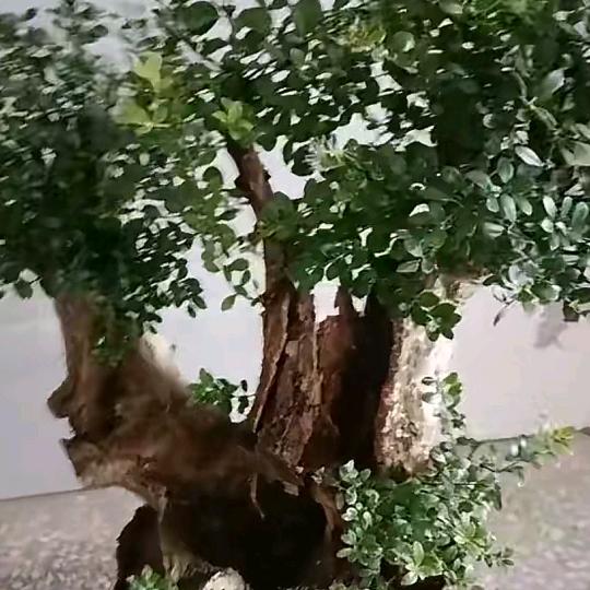 宜丰县敏敏盆景园艺