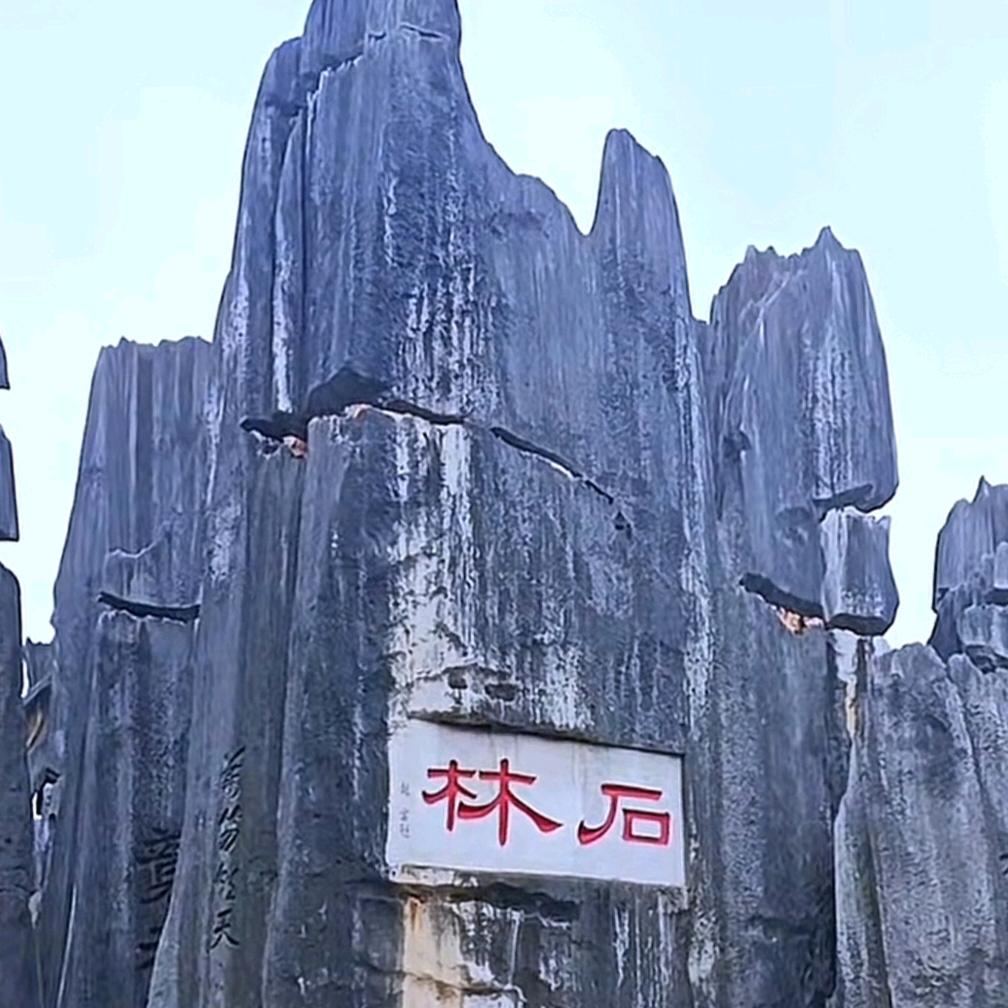 🎊🌴罗在其中🌴🎊
