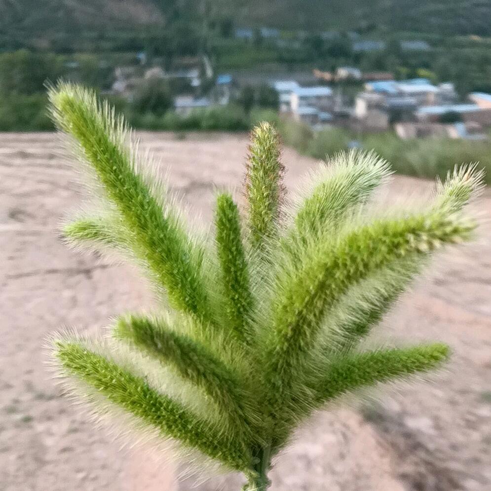 男儿当自强