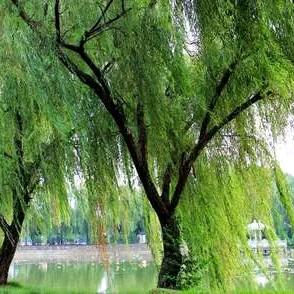 杨柳树