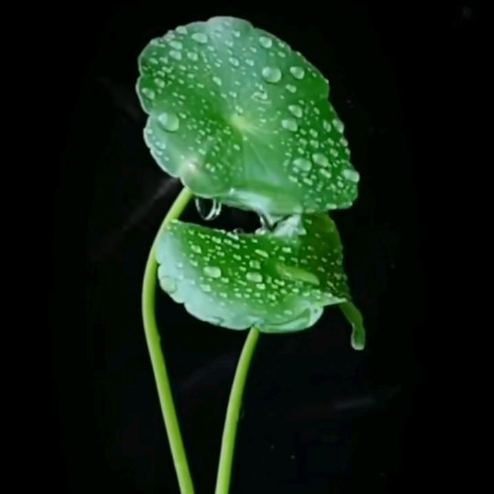 li.yuan