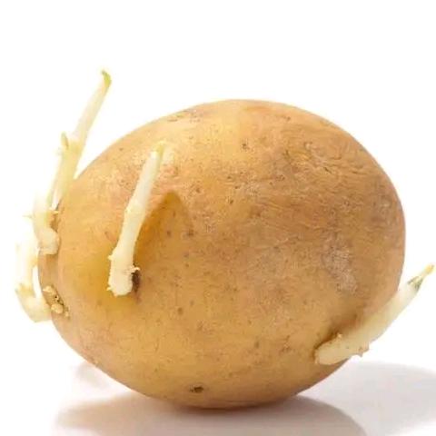 土豆长芽