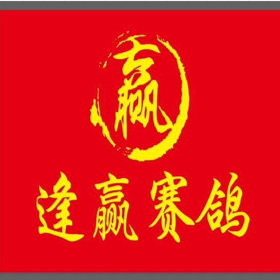 逢赢赛鸽—冯佳胜