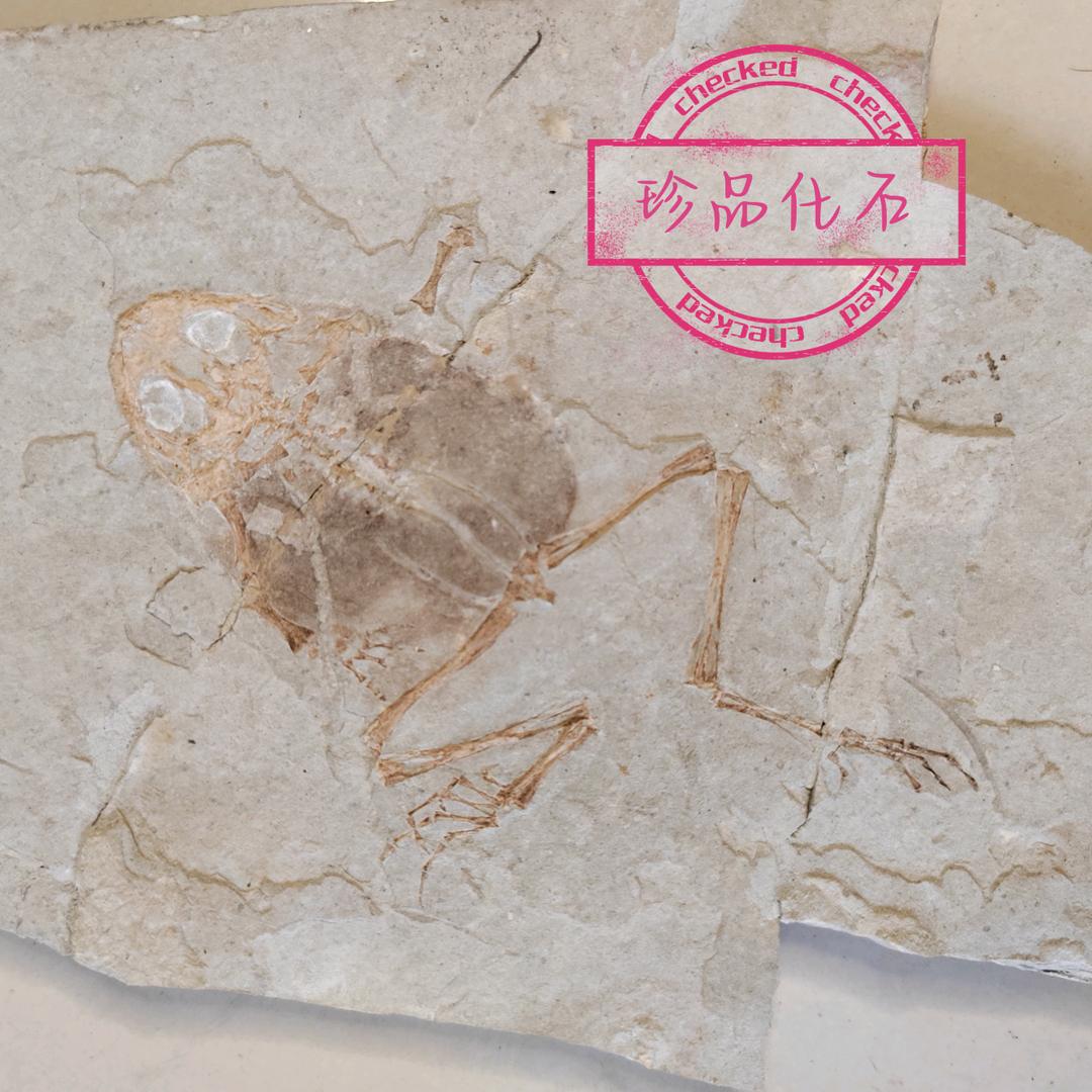 辽西化石珍品阁