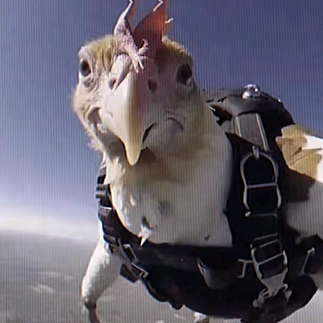 空投鸡