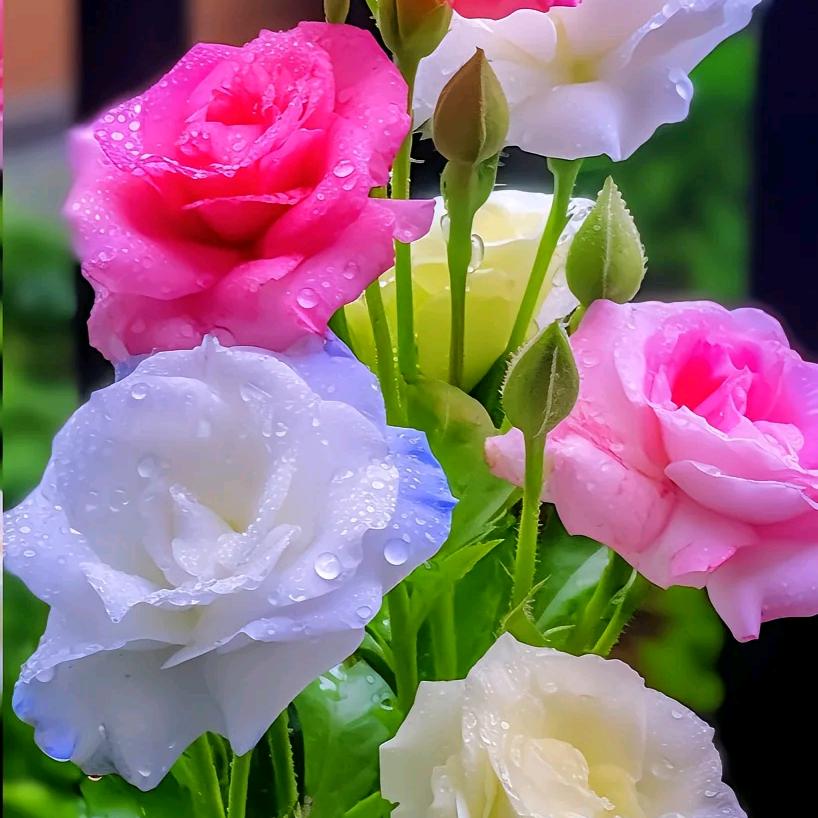 ，🎋🌹5815🌹🌺