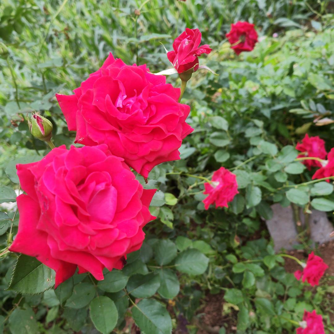 花花世界❤️💖