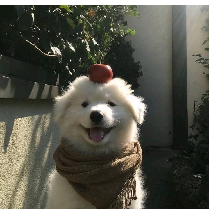 游泳圈小胖子