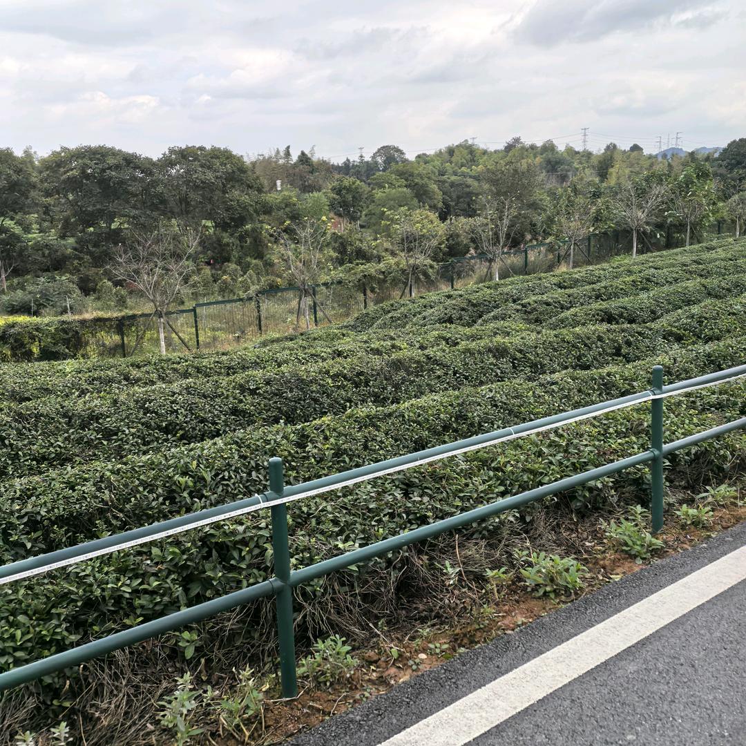 大大大大号
