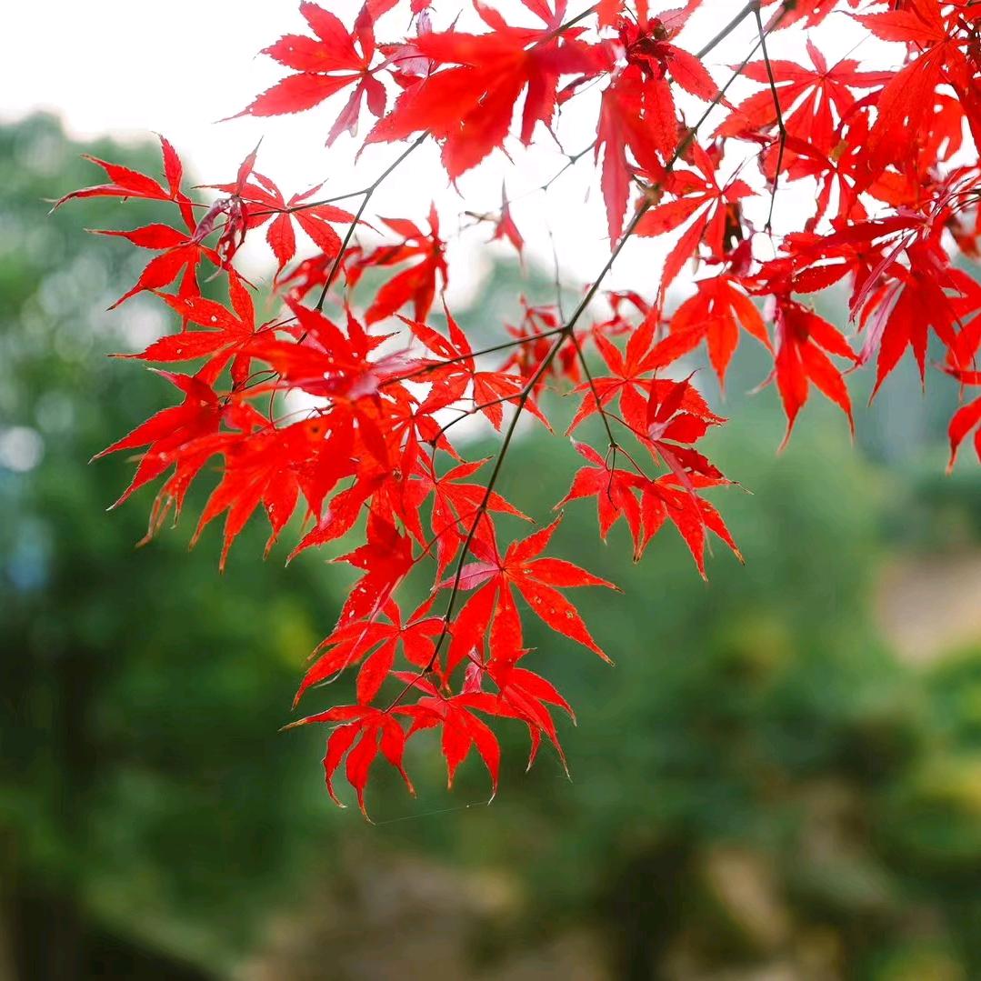 铁汉柔情