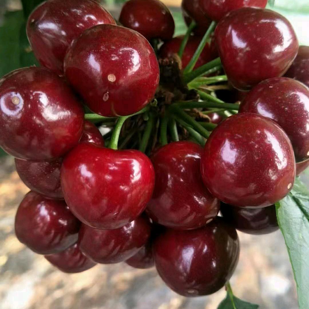 阿克苏樱桃采摘基地