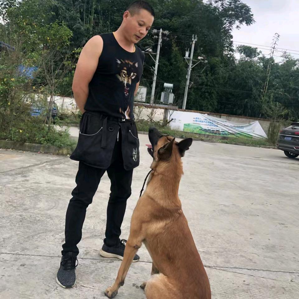 眉山飞哥训犬（训犬，寄养，收徒）