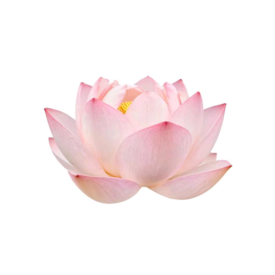 土豆统治世界（晚睡版）