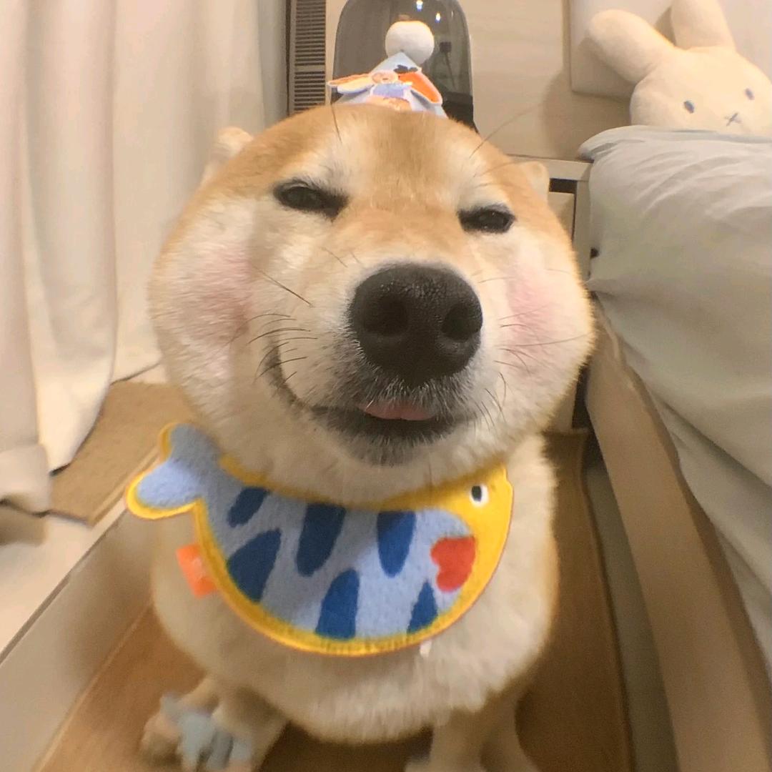 妲己狗