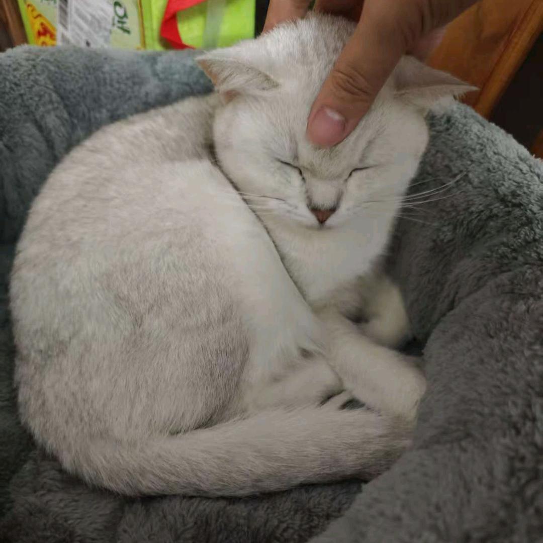 💗❤️↓