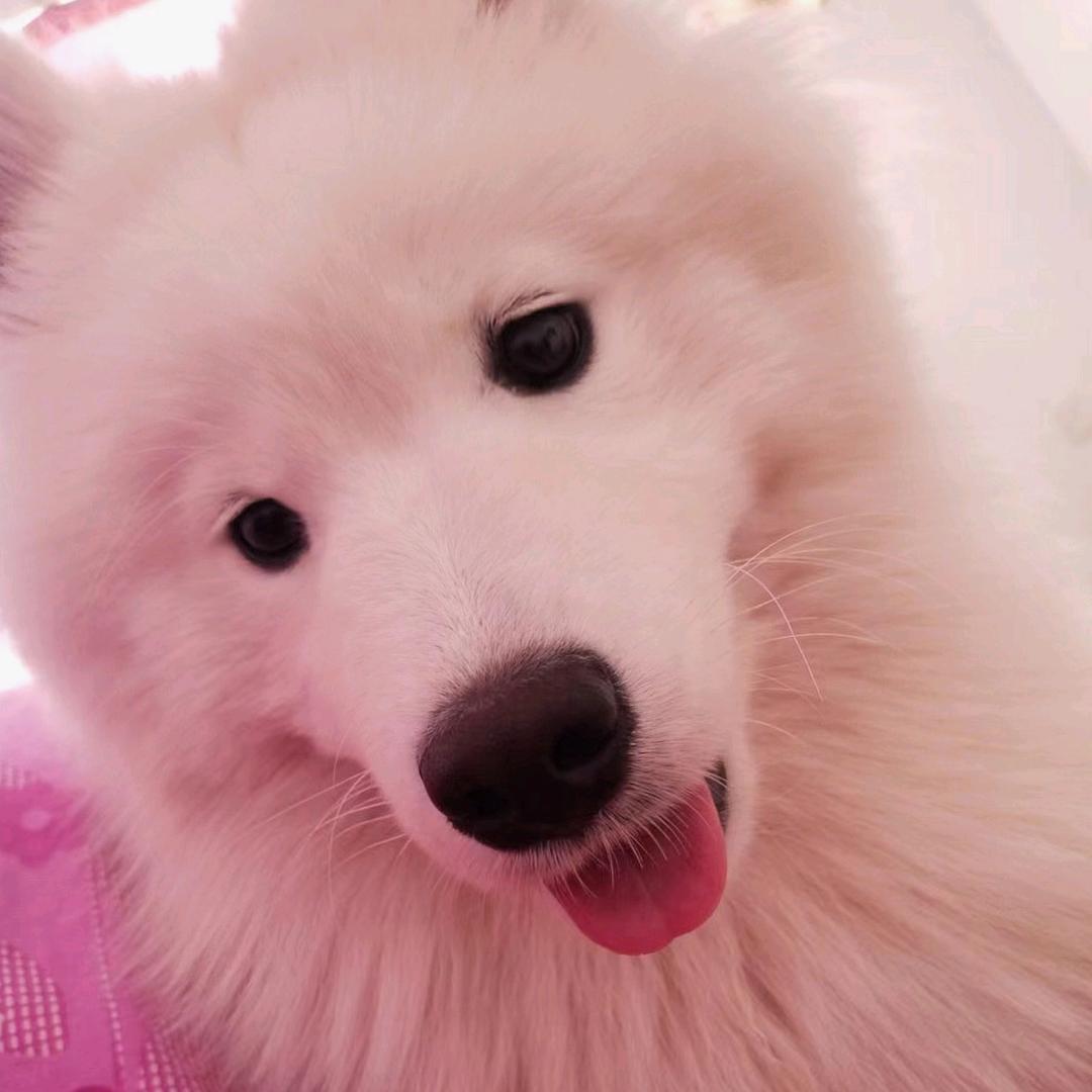 萨摩耶团团😁