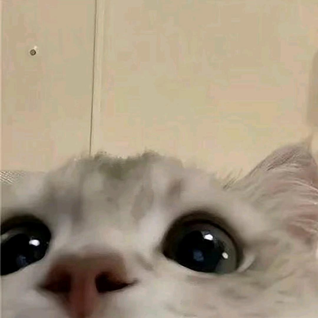小懒猫